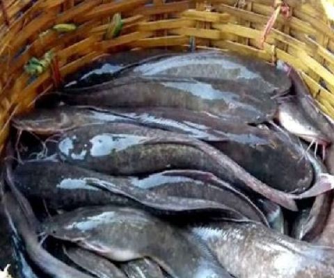  कोंडागांव में थाईलैंड की प्रतिबंधित मांगुर मछली की पकड़ हुई , वह करीब 5 लाख रुपये है,तीन टन मिट्टी में दबाकर नष्ट किया 
