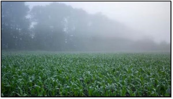 छत्तीसगढ़: बारिश और कोहरे के चलते कई क्षेत्रों में ठंडक, किसानों की फसलों में नुकसान